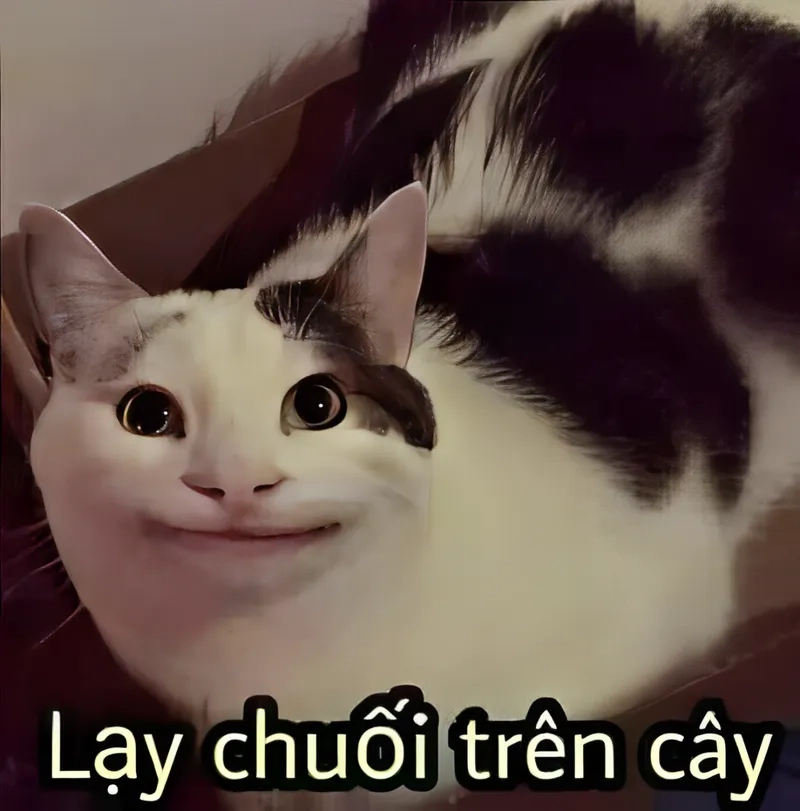 Đây là ảnh xin lỗi hài hước hay nhất tuần này