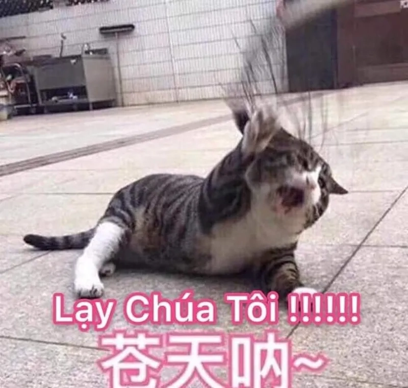 Khi lời nói không đủ, dùng hình ảnh quỳ lạy để nói thay