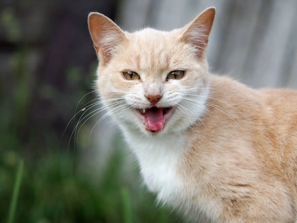 Lướt ngay loạt hài hước meme mèo cười để quên hết muộn phiền