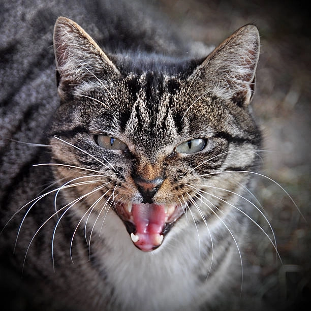 Cười nghiêng ngả cùng bựa cười meme mèo bựa siêu bựa