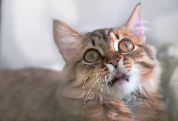 Tổng hợp những ảnh hài meme mèo cười chất như nước cất