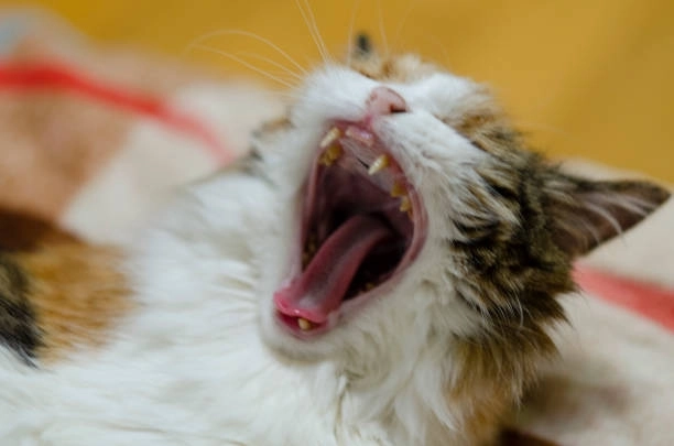 Loạt bựa há mồm meme mèo cười khiến dân mạng đứng hình