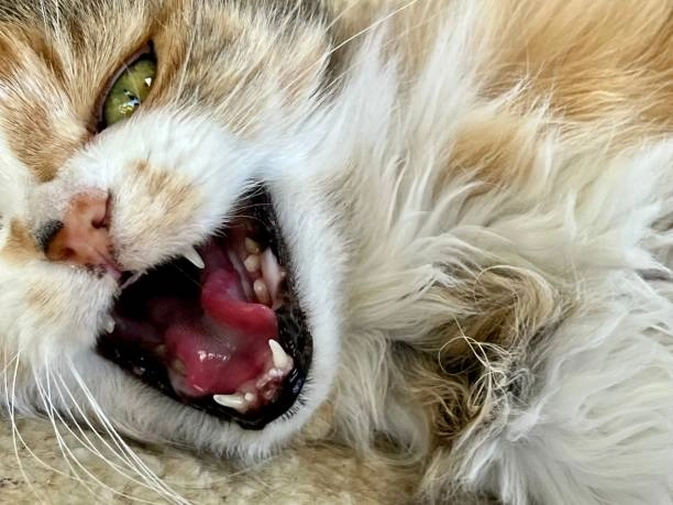 Tải ngay ảnh chế há mồm meme mèo cười cực sốc