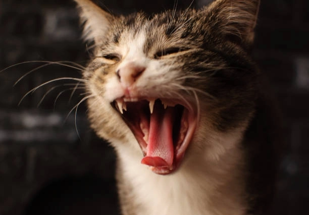 Bật cười cùng meme con mèo cười nhe răng siêu cấp đáng yêu