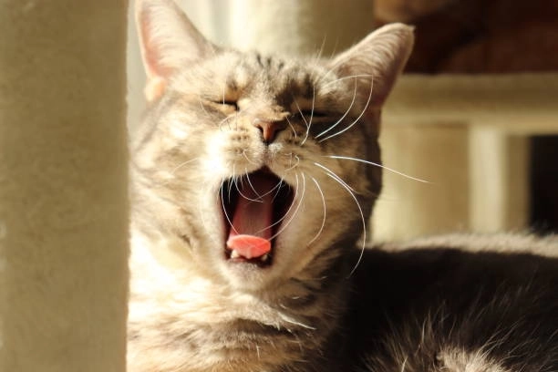 Mất kiểm soát vì ảnh chế meme mèo cười nhe răng bá đạo