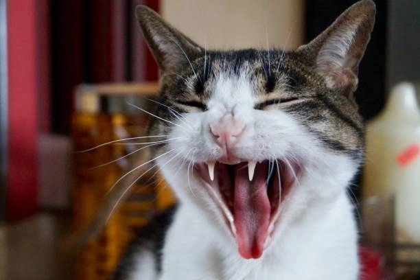 Cười thả ga cùng meme mèo chỉ tay cười cực ngầu