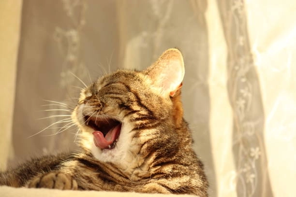 Ngại mà vẫn cười trong meme mèo cười gượng