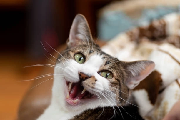 Không biết buồn hay vui với meme mèo gượng cười