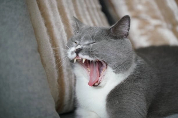 Mất niềm tin vào loài mèo với mèo cười vô tri meme