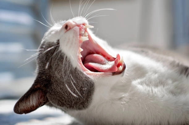 Đáng sợ mà hài hước meme mèo tom cười nham hiểm