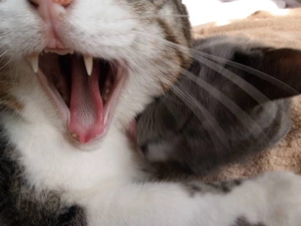 Không nhịn nổi với meme mèo đen cười bá đạo