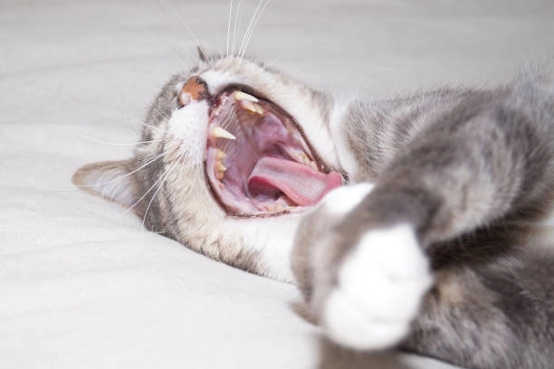 Bật cười với video mèo cười meme viral mạng