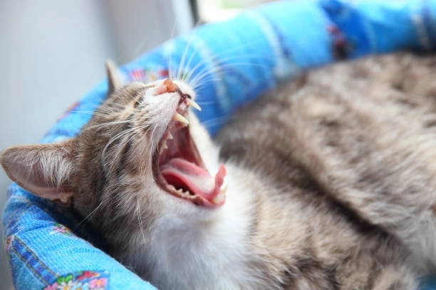 Không đỡ nổi độ ảnh chế ảnh chế meme mèo cười