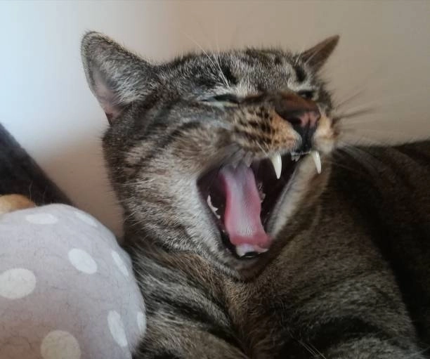 Đỉnh cao hài hước ảnh chế meme mèo cười nhe răng