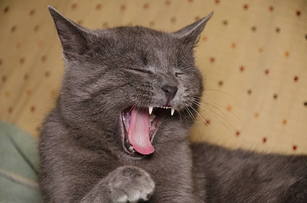 Hài tột đỉnh ảnh chế há môm meme mèo cười