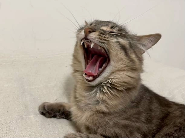 Đỉnh cao meme meme mèo cười đang hot