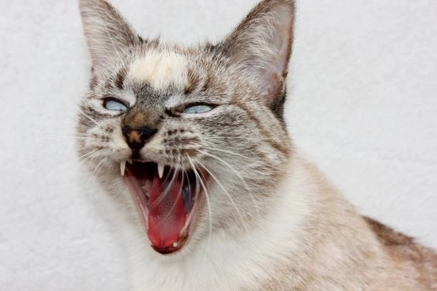 Ai xem meme mèo cười nhếch mép mà không cười mới lạ