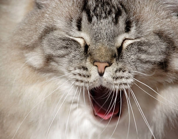 Nhìn cười đểu meme mèo nhếch mép là thấy sát thương rồi