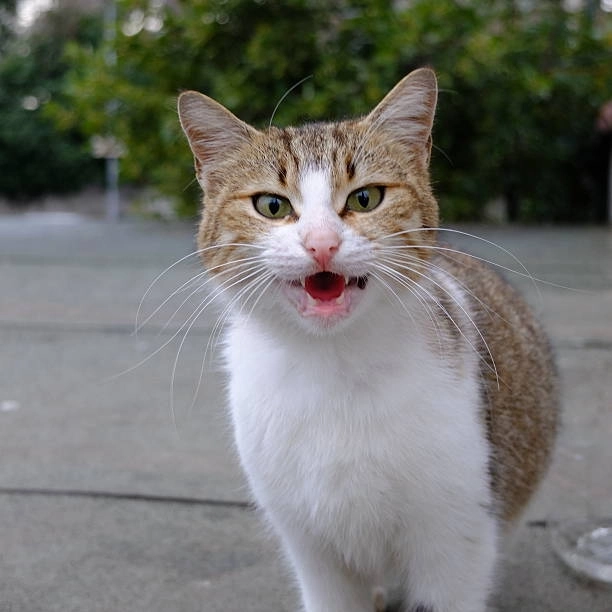 Ngầu đét với bộ sưu tập meme mèo cười khinh gây sốt