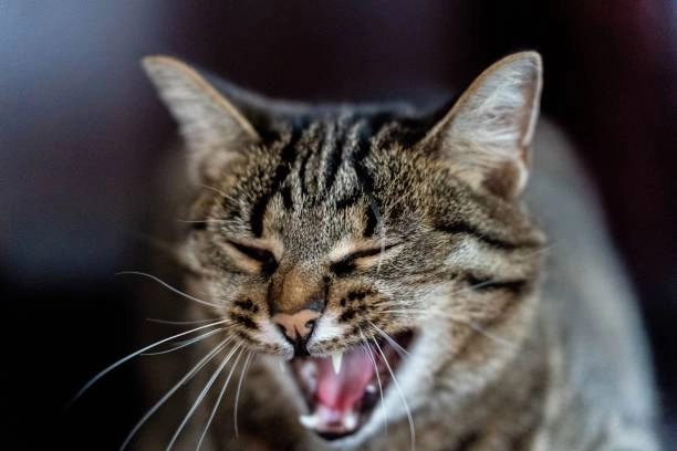 Bộ ảnh đểu meme mèo cười đểu khiến ai cũng giật mình