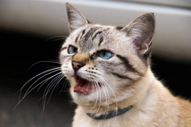 Tải ngay bộ ảnh meme mèo cười đểu hot nhất hôm nay