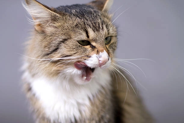 Ghim ngay những buồn cười meme mèo cute siêu hài hước