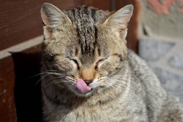 Loạt ảnh meo meme trắng mỉm cười gây bão mạng