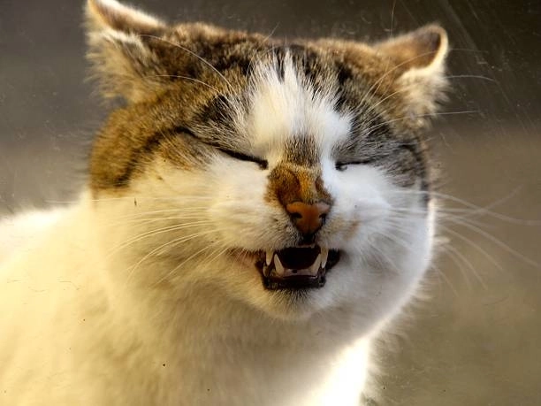 Không thể cưỡng lại vẻ đáng yêu của meme mèo cười mỉm