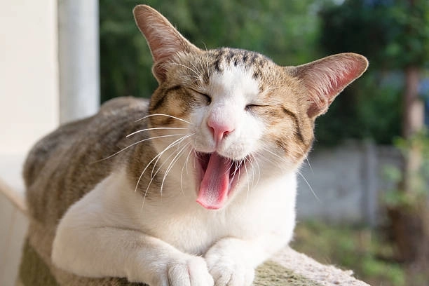 Cười toác miệng khi xem há mồm meme mèo cười cực kỳ hài