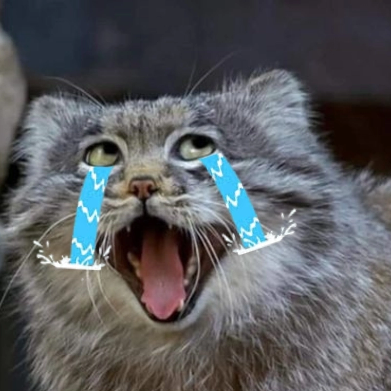 Khóc nức nở cùng meme con mèo khóc thét