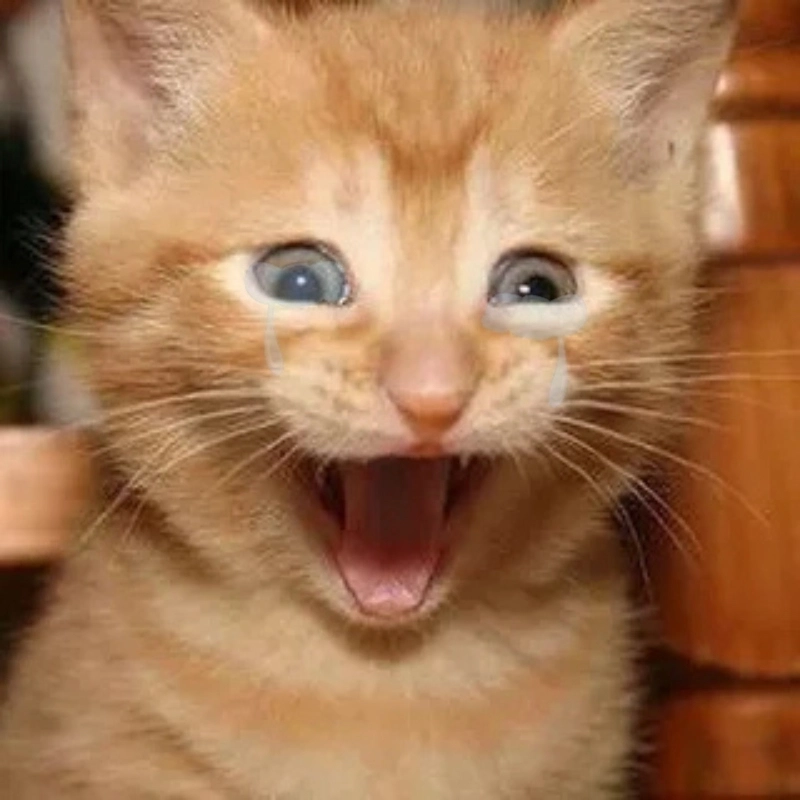 Biểu cảm không thể lẫn với há mồm meme mèo khóc