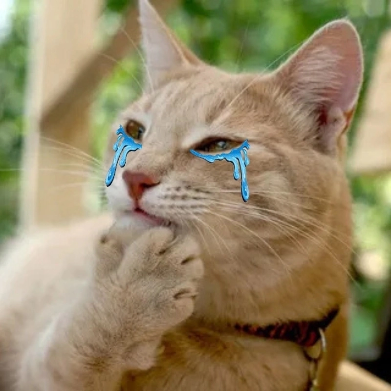 Mọi cảm xúc vỡ òa cùng con mèo meme khóc