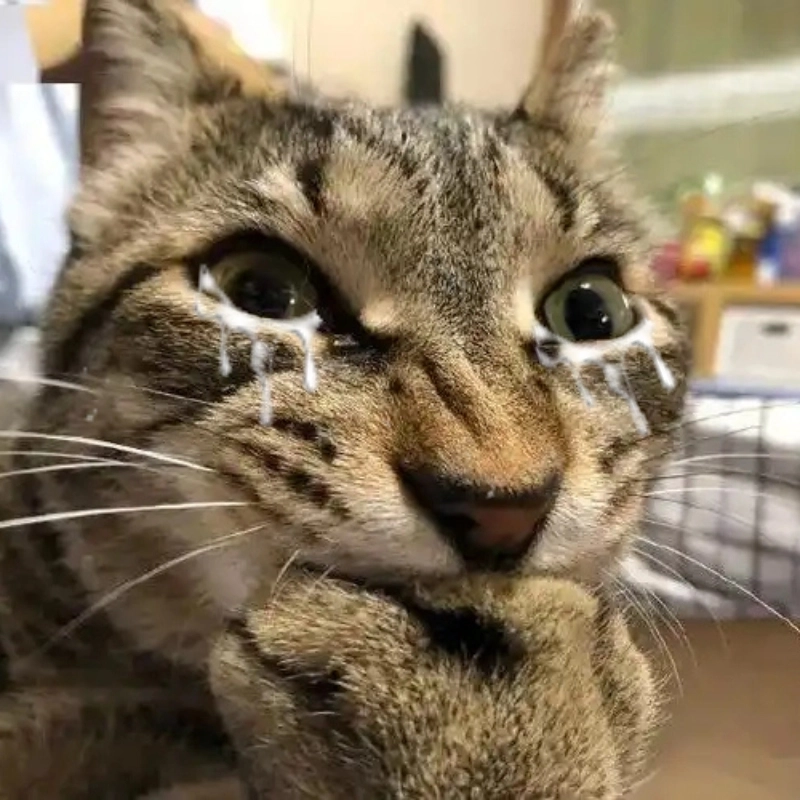 Vừa cute vừa buồn che miệng meme mèo khóc cute