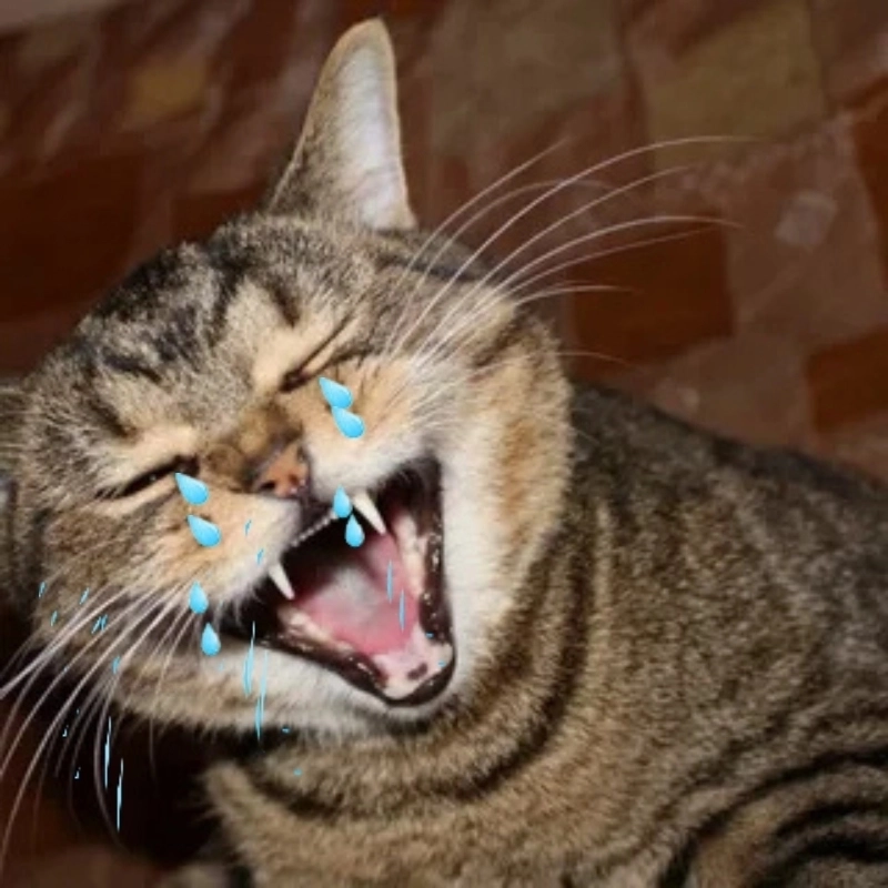 Không nhịn được cười với loạt ảnh meme mèo khóc