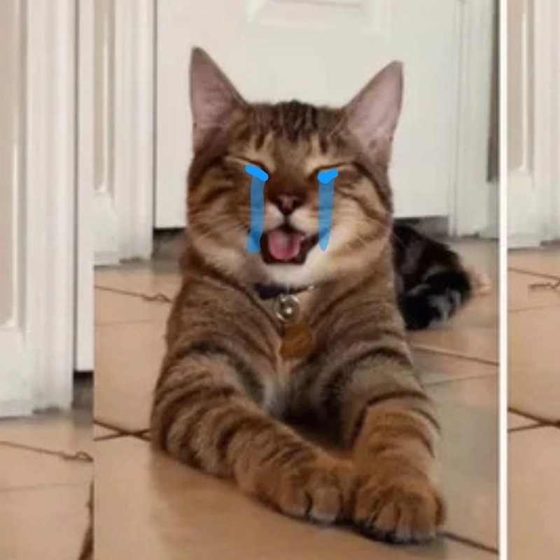 Buồn nhẹ nhàng với meme con mèo khóc lạc lõng