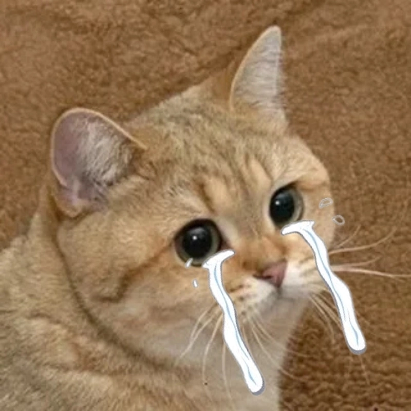 Gào lên cùng meme mèo khóc thét cõi mạng