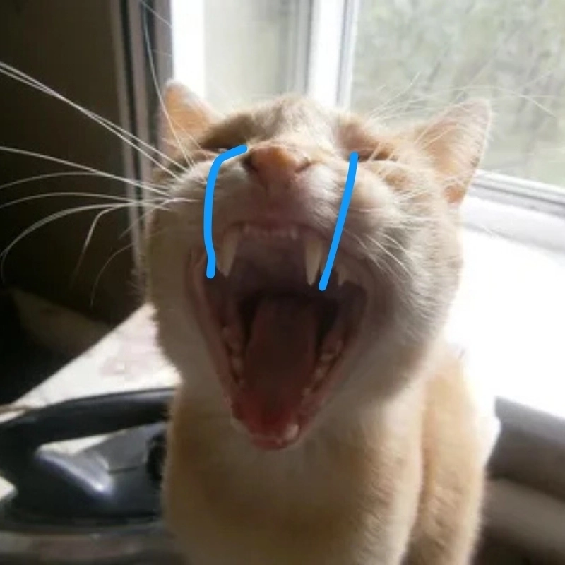 Đốn tim cư dân mạng với khóc meme mèo cute