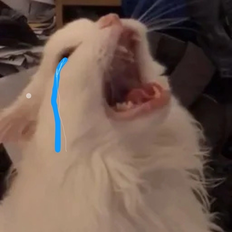 Không thể nhịn cười với meme mèo khóc che miệng