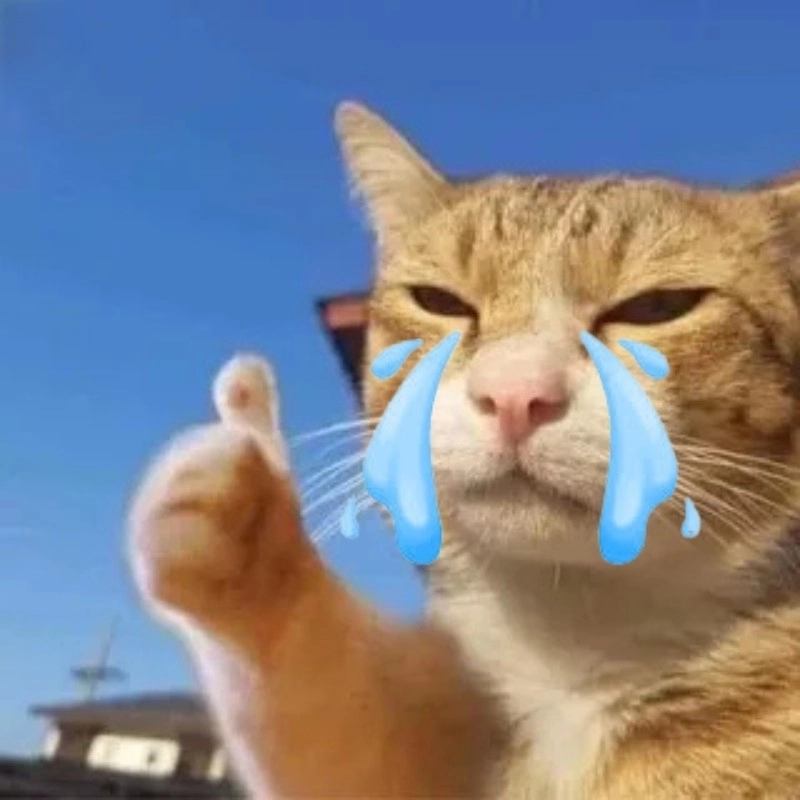 Rớt tim với meme mèo like khóc siêu deep