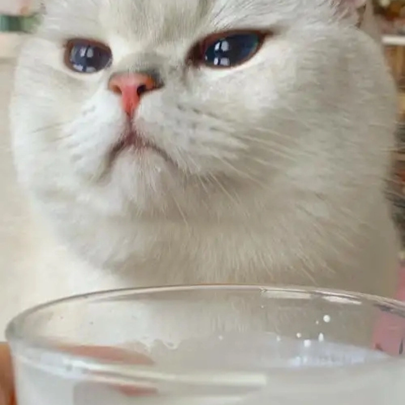 Ngập tràn cảm xúc khóc meme mèo đáng thương