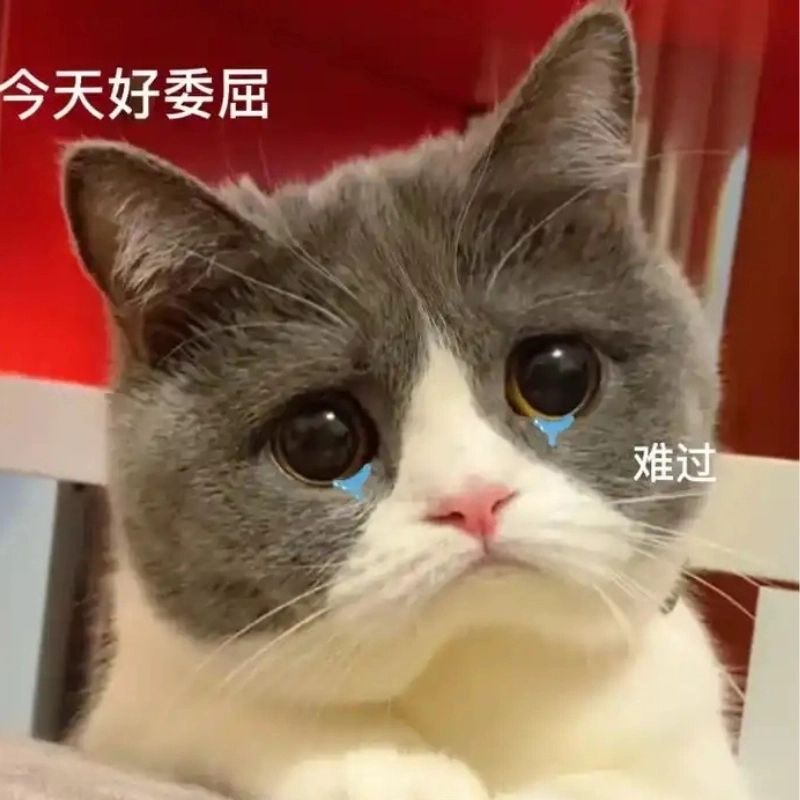 Không chịu nổi với ảnh meme con mèo khóc cực lầy