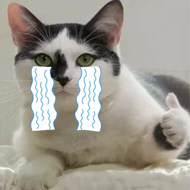 Lạ lùng mà hay ho với meme khóc mèo