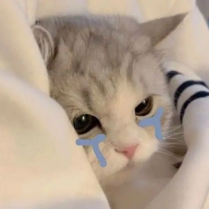 Góc đáng yêu từ chú mèo hài meme mèo khóc cute