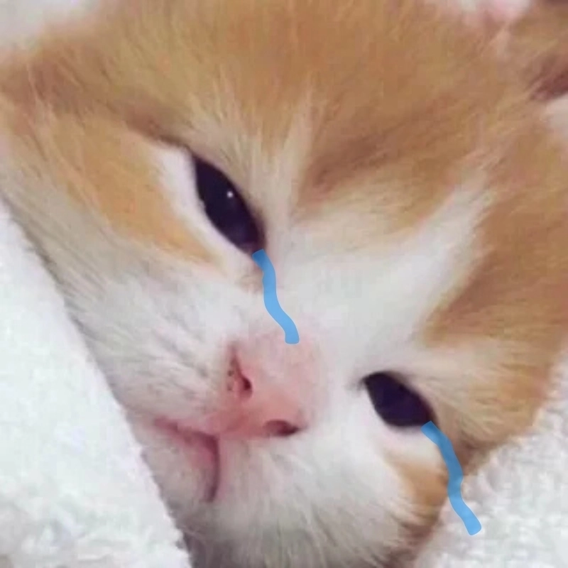 Mệt tim với vô tri meme mèo khóc cute siêu hot