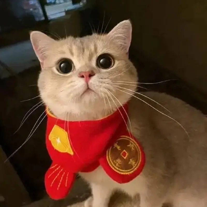 Ghim ngay avatar tết meme mèo cho mùa Tết chất chơi