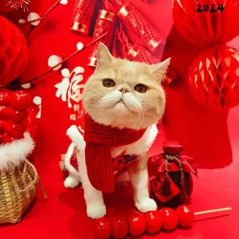 Bắt trend liền tay với avatar mèo tết meme đánh bài