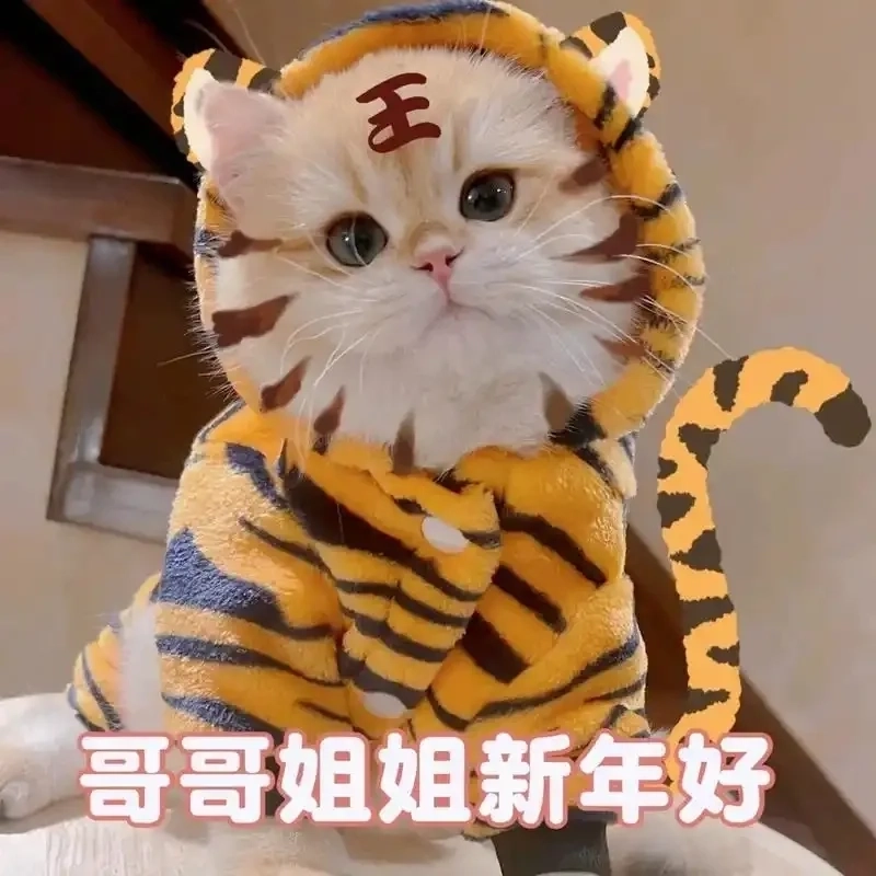 Bắt vibe đầu năm với avatar mèo tết meme hài