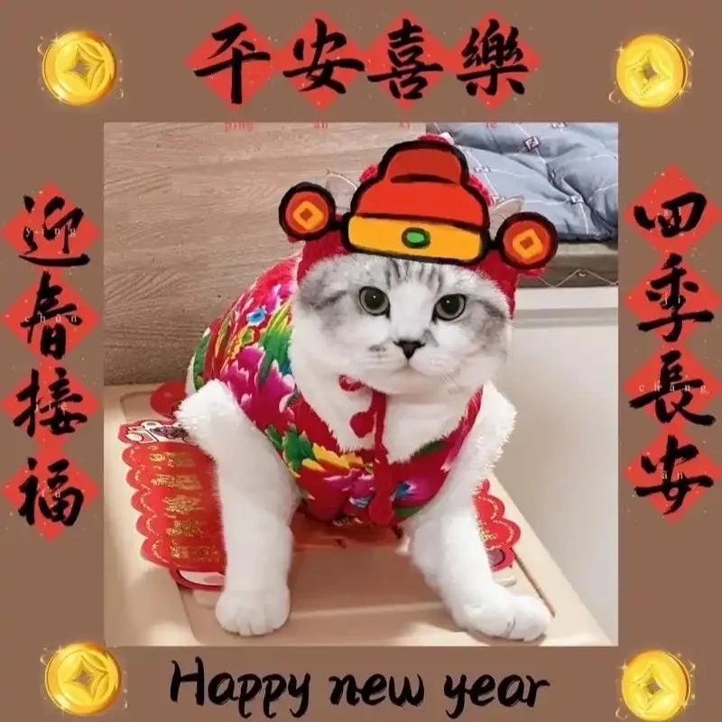 Xem hoài không chán ảnh con mèo hài