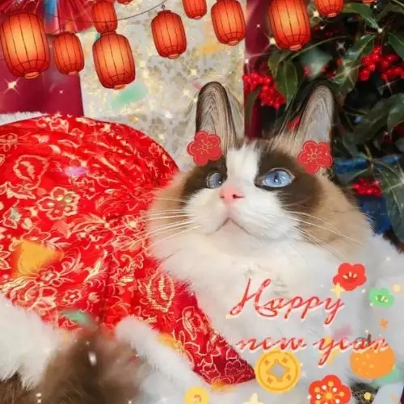 Dễ thương và siêu hài hình con mèo hài hước