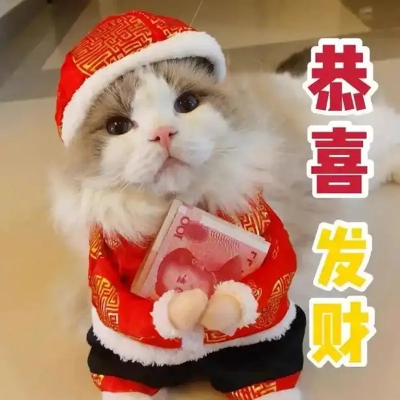 Không khí xuân tràn về với mèo tết meme